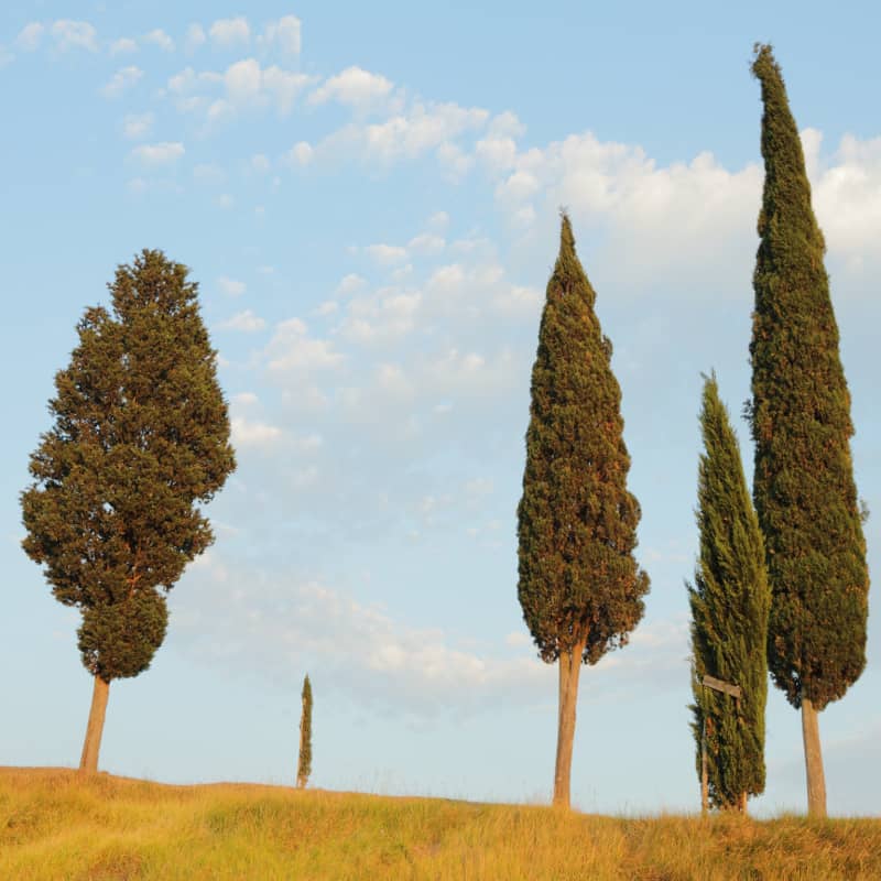 Image en-tête huile essentielle de cyprès toujours vert