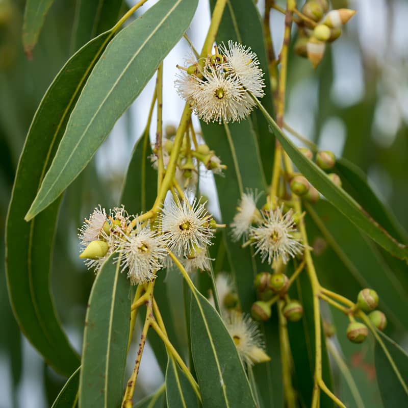 Image en-tête huile essentielle d'eucalyptus globulus