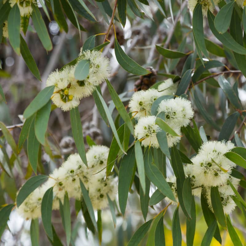 Image en-tête huile essentielle d'eucalyptus radié