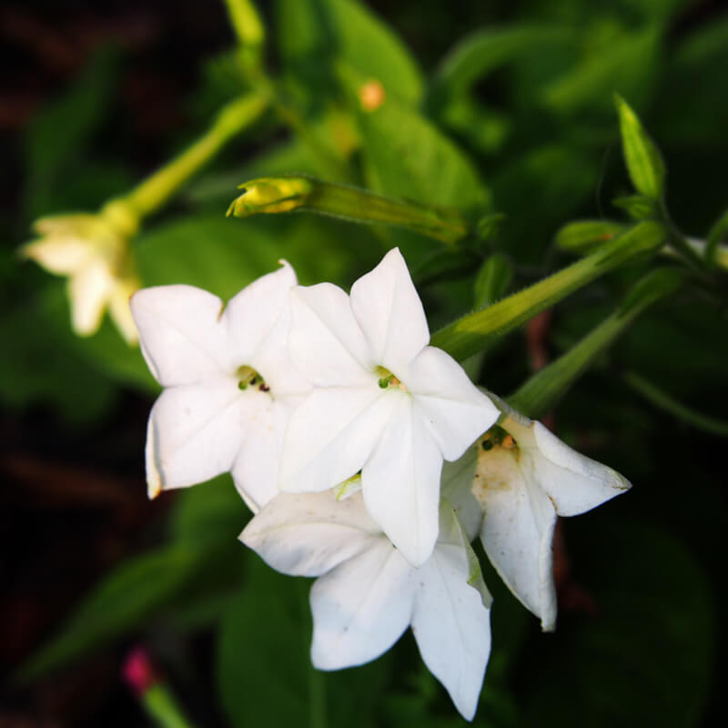 Image en-tête huile essentielle de jasmin grandiflorum