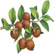 HUILE VÉGÉTALE DE JOJOBA<br/><br/>